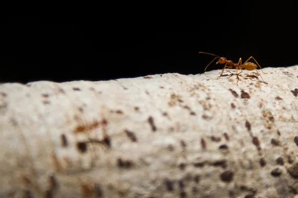 Ants walking on a wall — Stock Photo, Image