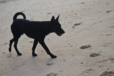 Kumsaldaki köpek.