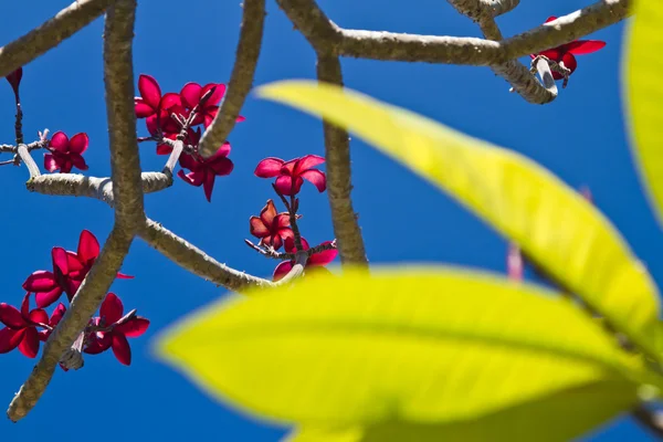 Fiori su un albero in Thailandia — Foto Stock