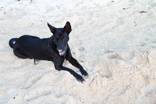 One dog at the beach — Stock Photo, Image