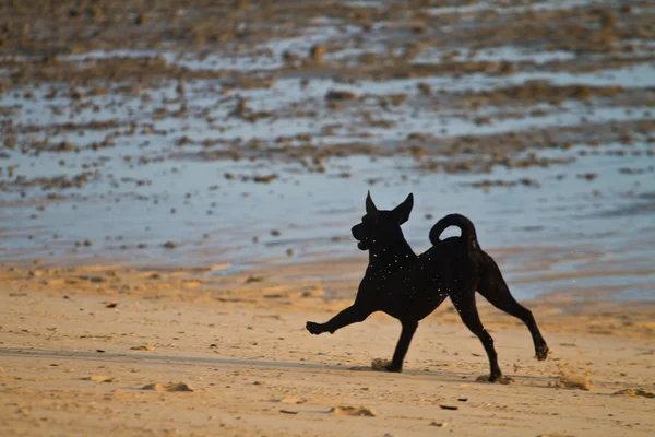 Plajda bir köpek