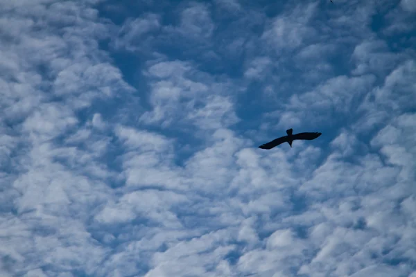 Pták na modré obloze — Stock fotografie