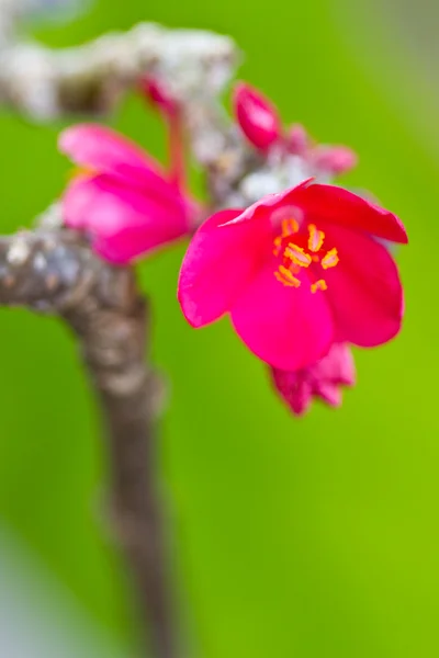 Rosa blommor på ett träd — Stockfoto