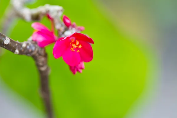 Rosa blommor på ett träd — Stockfoto