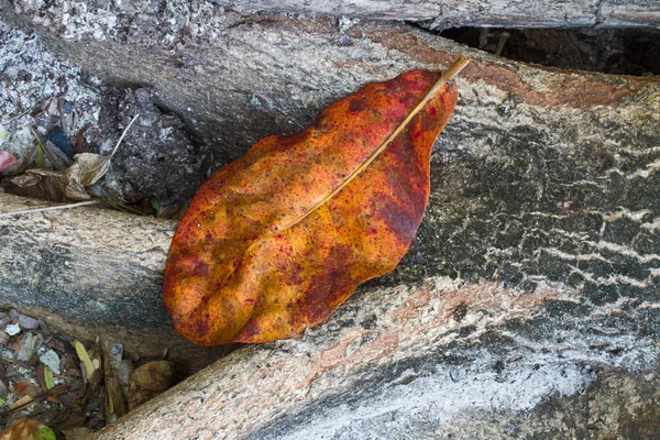 Feuille d'automne sur le sol — Photo