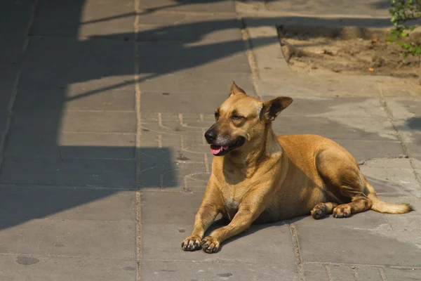 Chien dans la rue à Bangkok — Photo