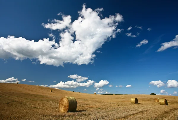 Vista da colheita no campo — Fotografia de Stock