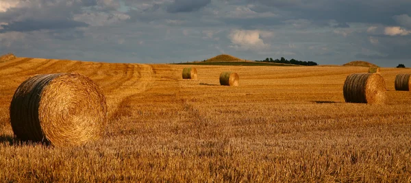 Vista da colheita no campo — Fotografia de Stock