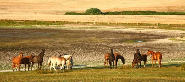 Natureza no sul da Suécia — Fotografia de Stock