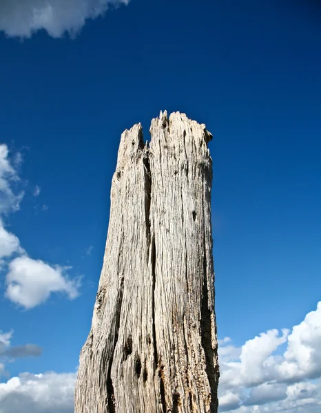 Dead tree in water — Stock Photo, Image