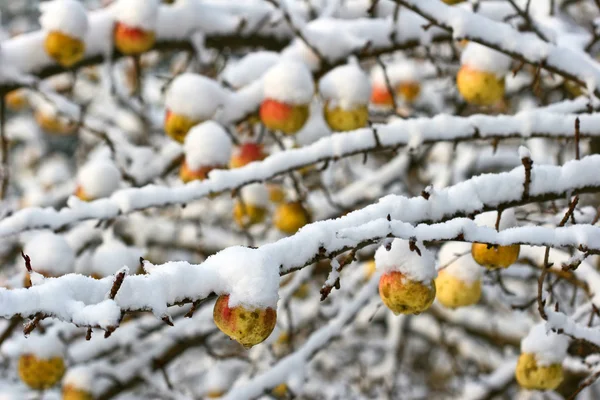 雪下的苹果树 — 图库照片