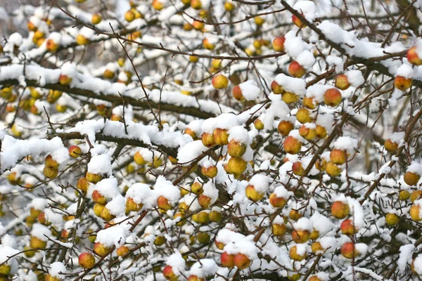 雪下的苹果树 — 图库照片