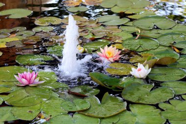 Lily pond çeşme ile