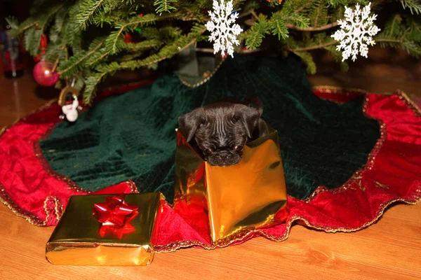 Roztomilé Černošky Pug Štěně Hledá Cestu Ven Dárkové Krabice — Stock fotografie