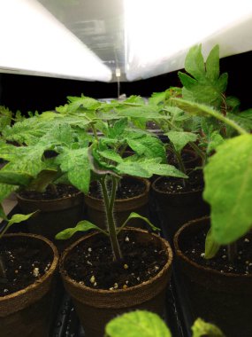 Domates bitkilerinin floresan ışığı altındaki yakın çekim görüntüsü.