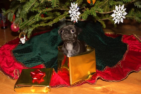 Černý Pug Štěně Sedí Dárkové Krabici Pod Vánoční Stromeček — Stock fotografie