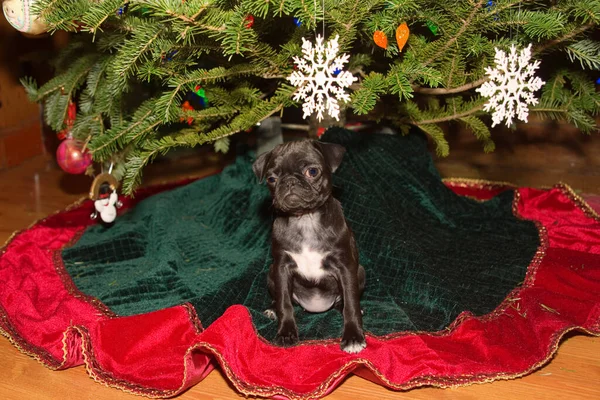 Černý Pug Štěně Sedí Pod Vánoční Stromeček — Stock fotografie