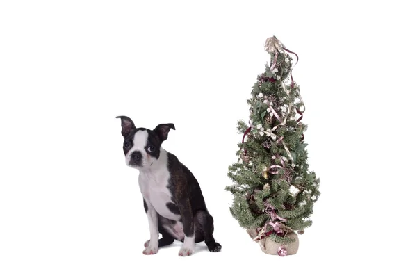 Poopsie vánoční strom — Stock fotografie