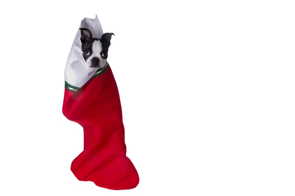 Poopsie Hanging in Christmas Stocking — Stock Photo, Image