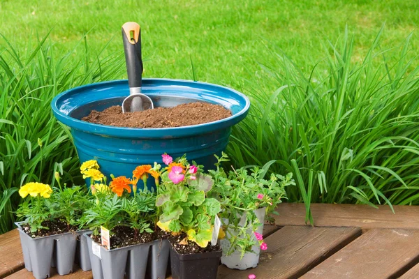 Panela azul pronta para plantação — Fotografia de Stock