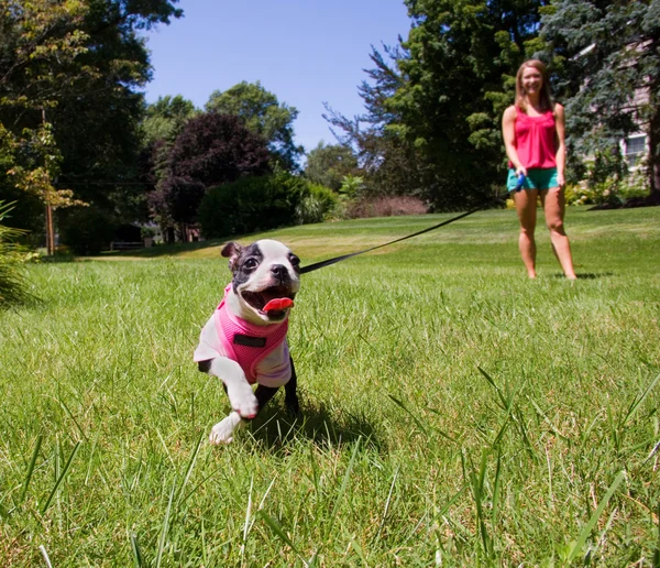 Poopsie Puppy aan leiband met eigenaar — Stockfoto