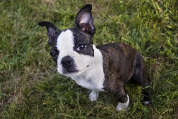 Poopsie zittend in het gras te kijken naar Viewer — Stockfoto