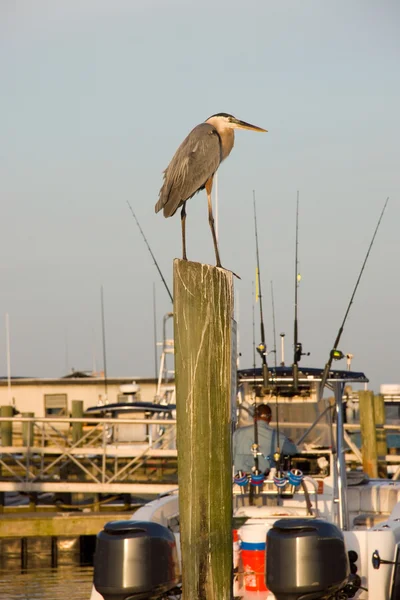 Blue Heron Atop Pole at Marina Portrait — Stock Photo, Image