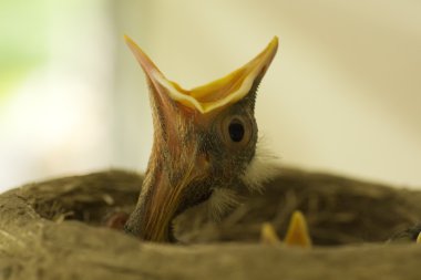 Bebek kuş ağız açık