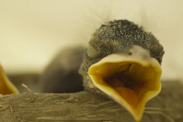 Baby Bird Sleeping with Open Mouth — Stock Photo, Image