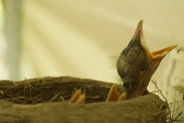 Baby птах з зяючі рот і закритими очима — стокове фото