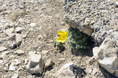 İzole küçük sarı çiçek