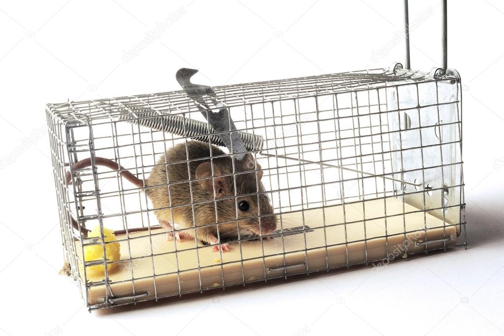 Scoop or mouse trap