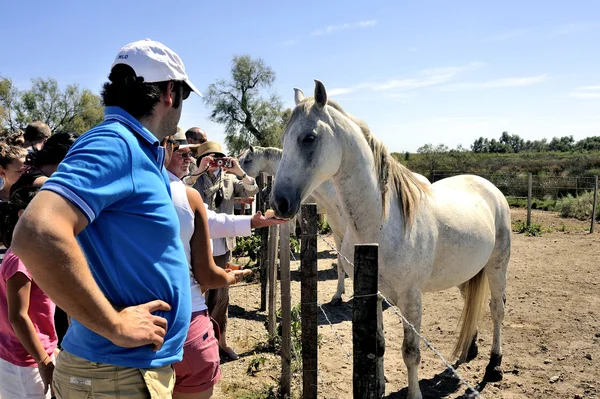 Camargue atı keşfetmek turist — Stok fotoğraf