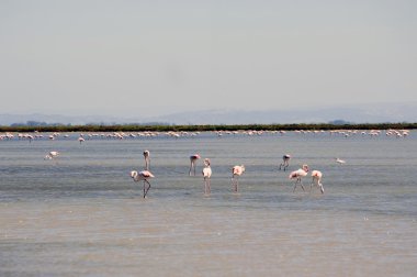 camargue içinde flamingolar
