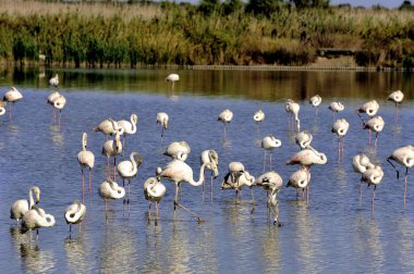 camargue içinde flamingolar