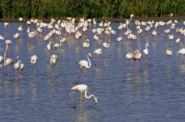 camargue içinde flamingolar