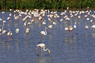 Flamingos in Camargue clipart