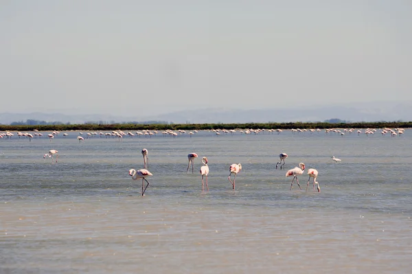 Flamingo's in camargue — Stockfoto