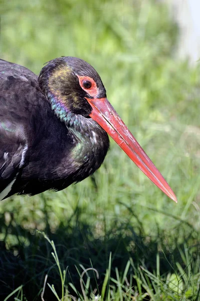 Black Storks — Stock Photo, Image