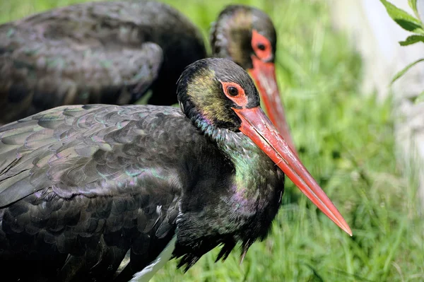 Black Storks — Stock Photo, Image