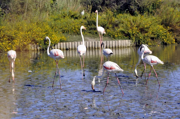 Flamingos in der Camargue — Stockfoto