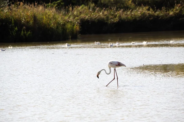 Flamingos in Camargue — Stock Photo, Image