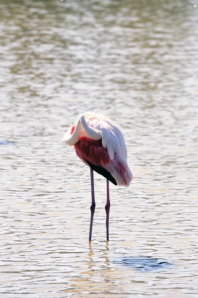 Фламинго-ин-Камарг — стоковое фото