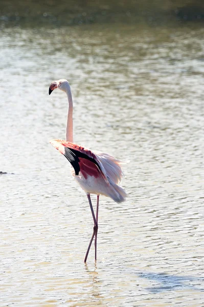 Flamingos in Camargue — Stock Photo, Image