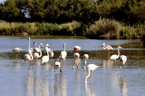 Flamingos em camargue — Fotografia de Stock