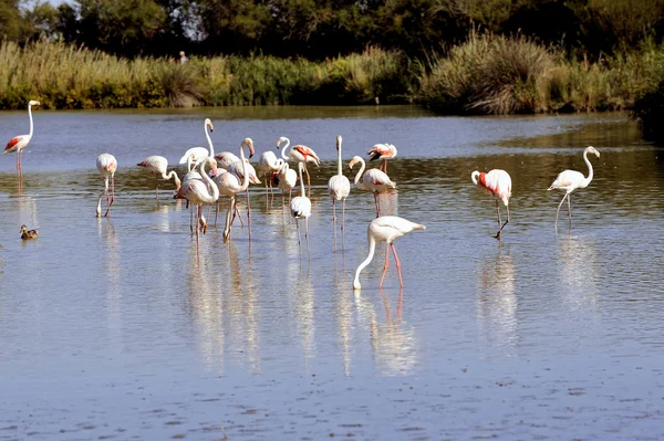 Flamingos em camargue — Fotografia de Stock