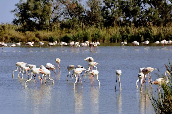 Flamingos em camargue — Fotografia de Stock