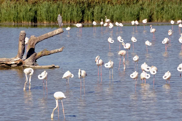 Flamingos in Camargue — Stock Photo, Image