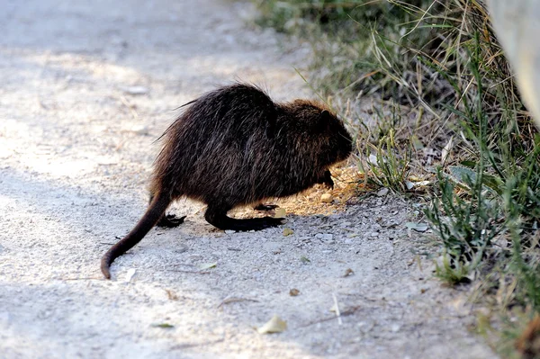 Coon enjoying — Stock Photo, Image