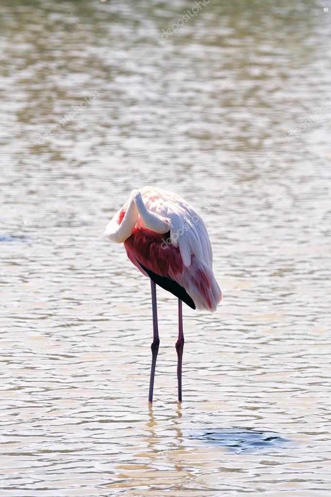 Flamingos in Camargue